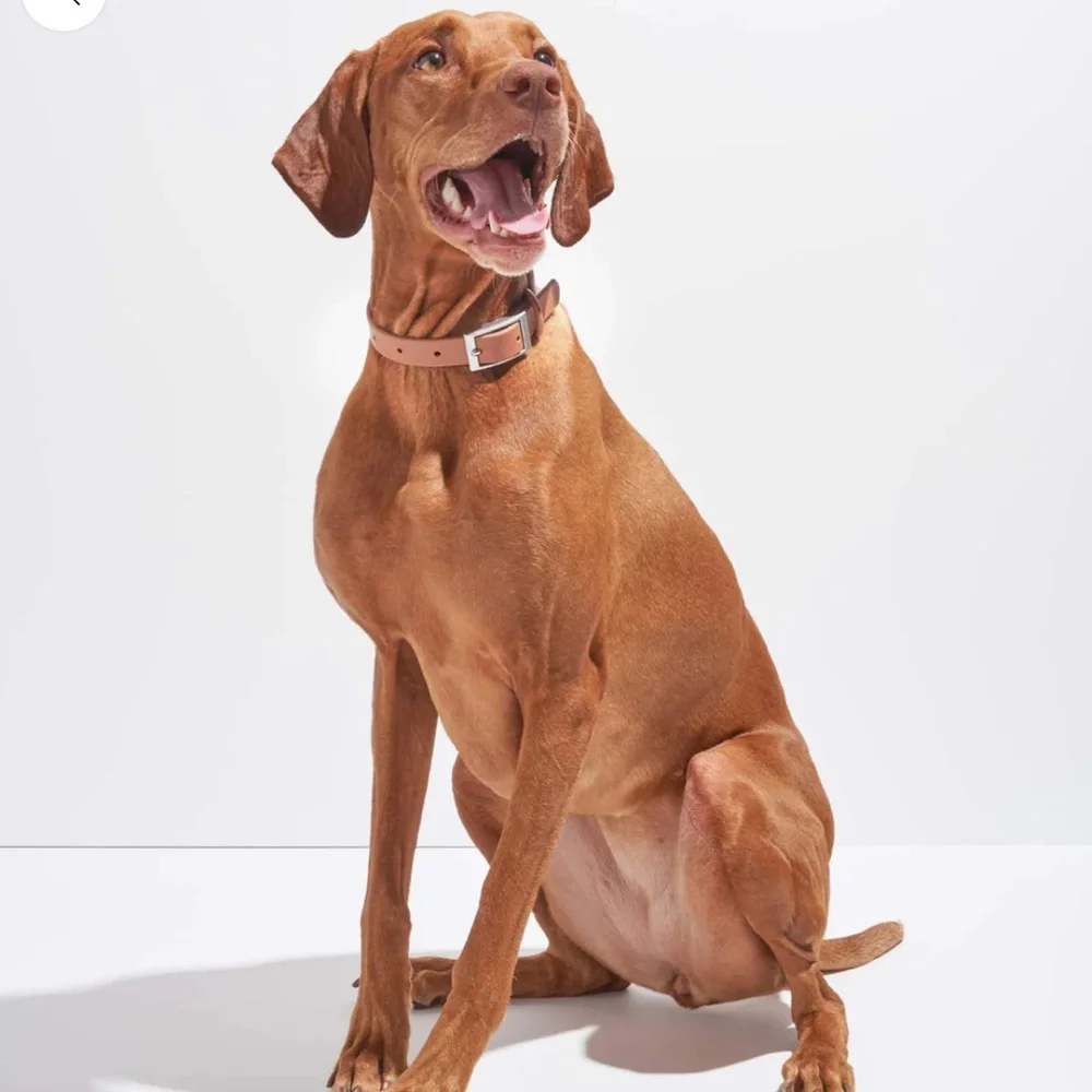 Wild One Dog Collar - XL (18-23